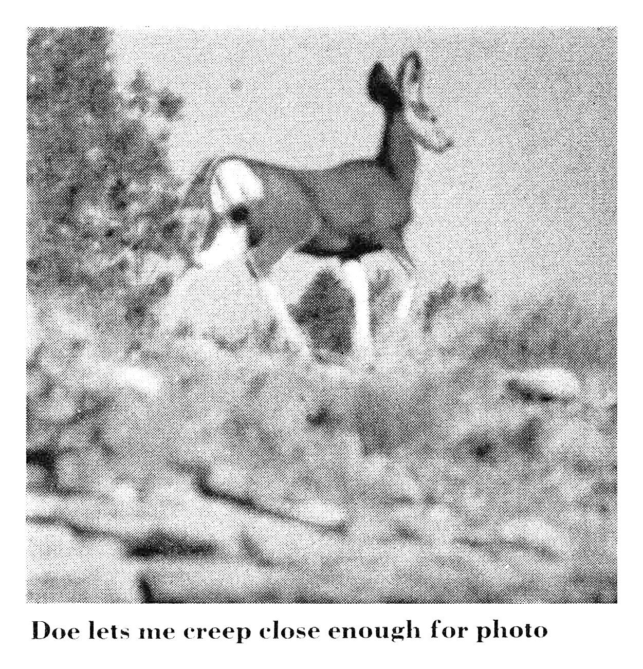 Black-and-white photo of a mule deer doe standing alert in sagebrush, looking back toward the camera.