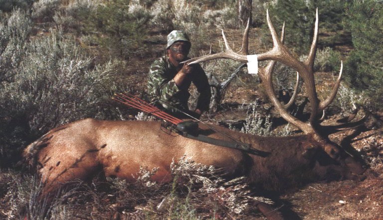 bull elk
