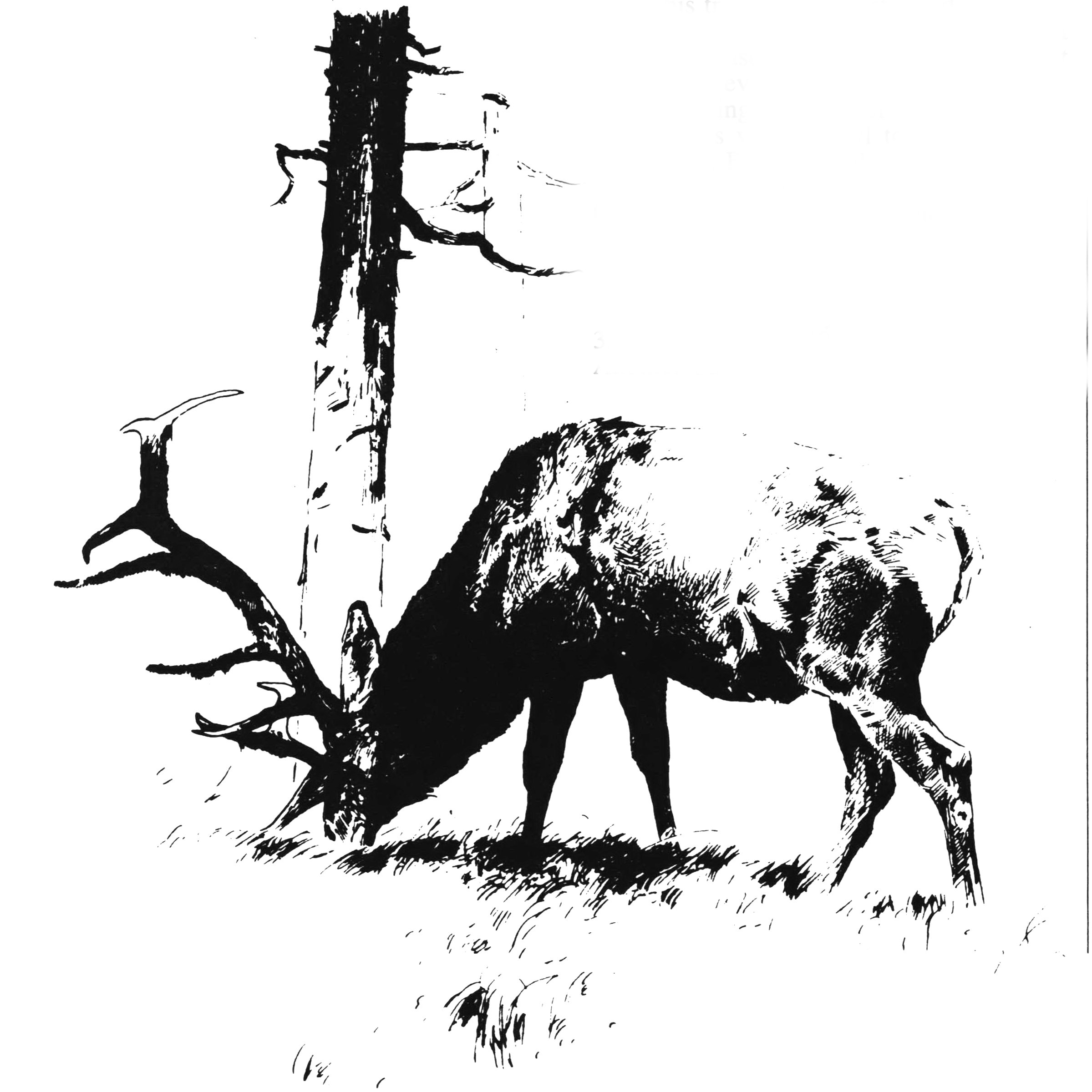 bull elk illustration