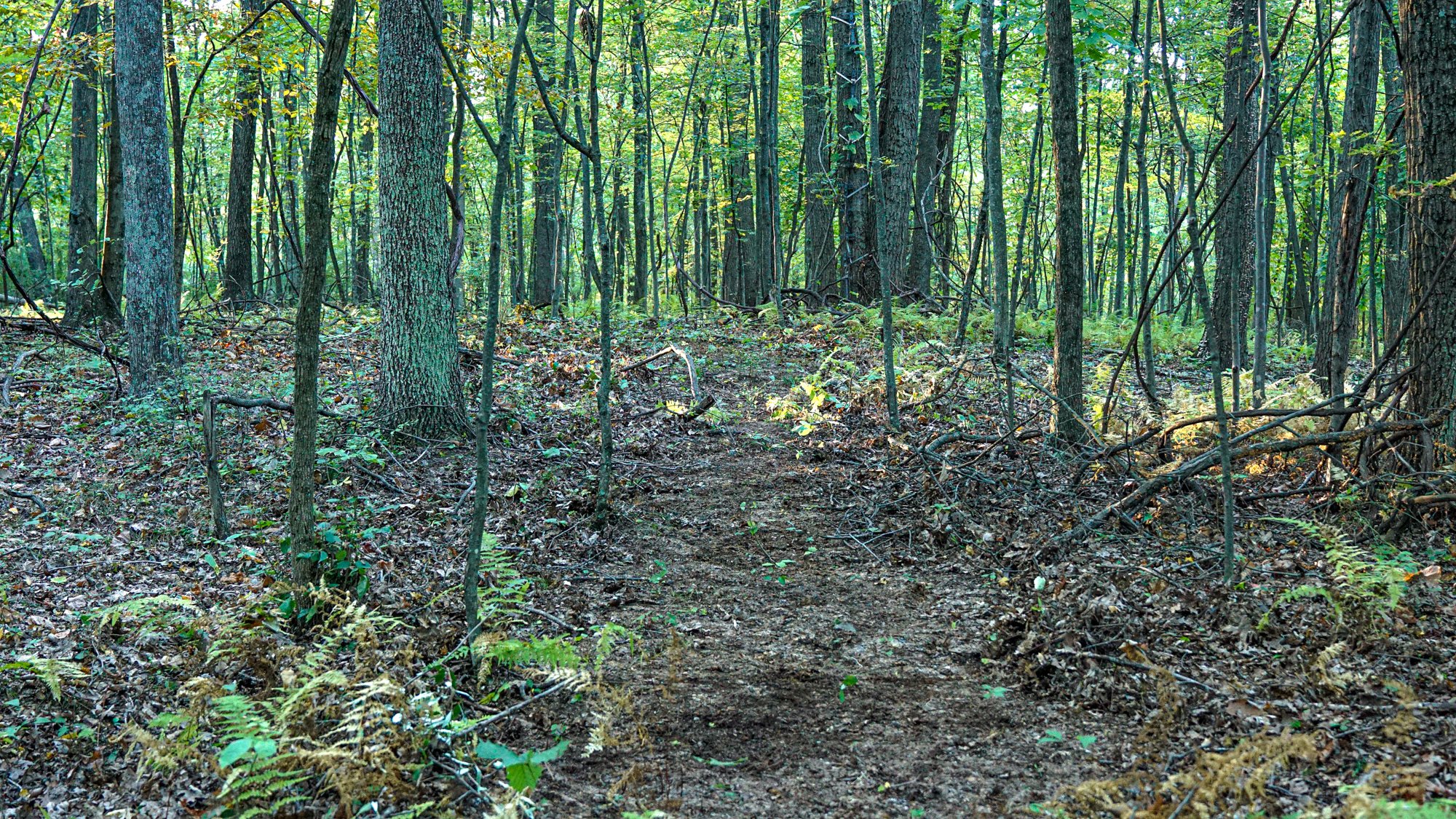 A cleared path in the woods to a deer hunter's stand in the woods.