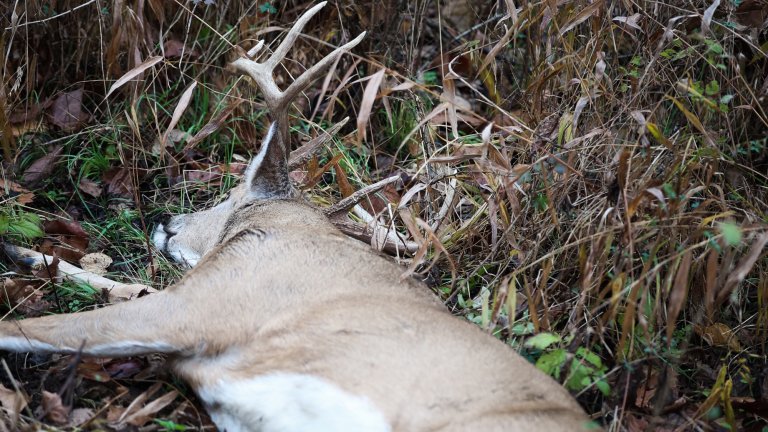 EHD outbreaks are affecting whitetail deer in three states.
