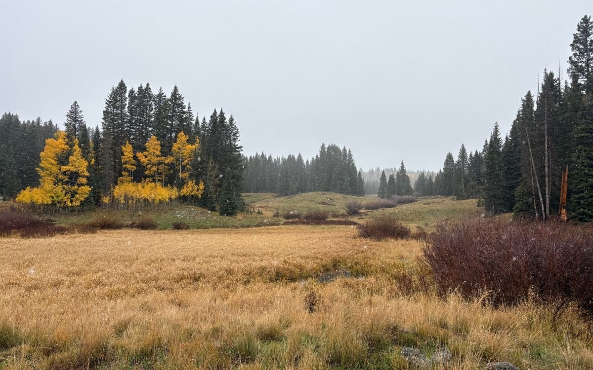 A high country meadow in Colorado