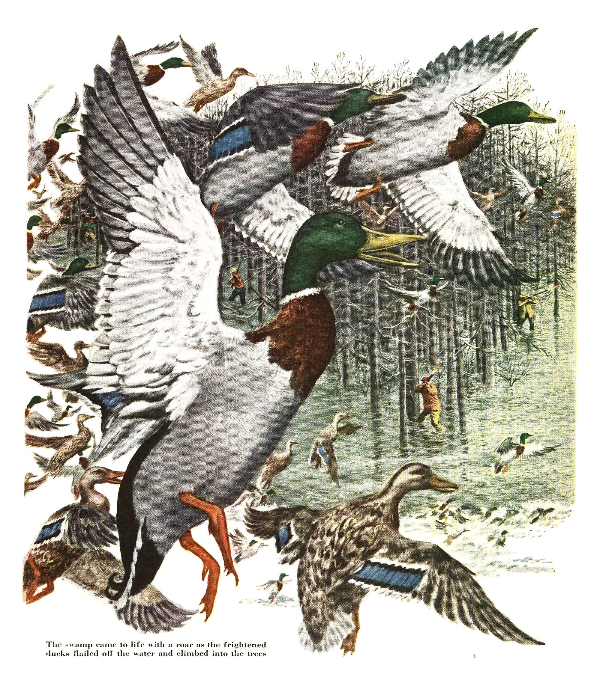 Vintage painting of a big mallard drake flaring up from a flooded pin-oak swamp with hens and other mallards scattering around it, while hunters in hip boots wade and shoot among the trees in the background.