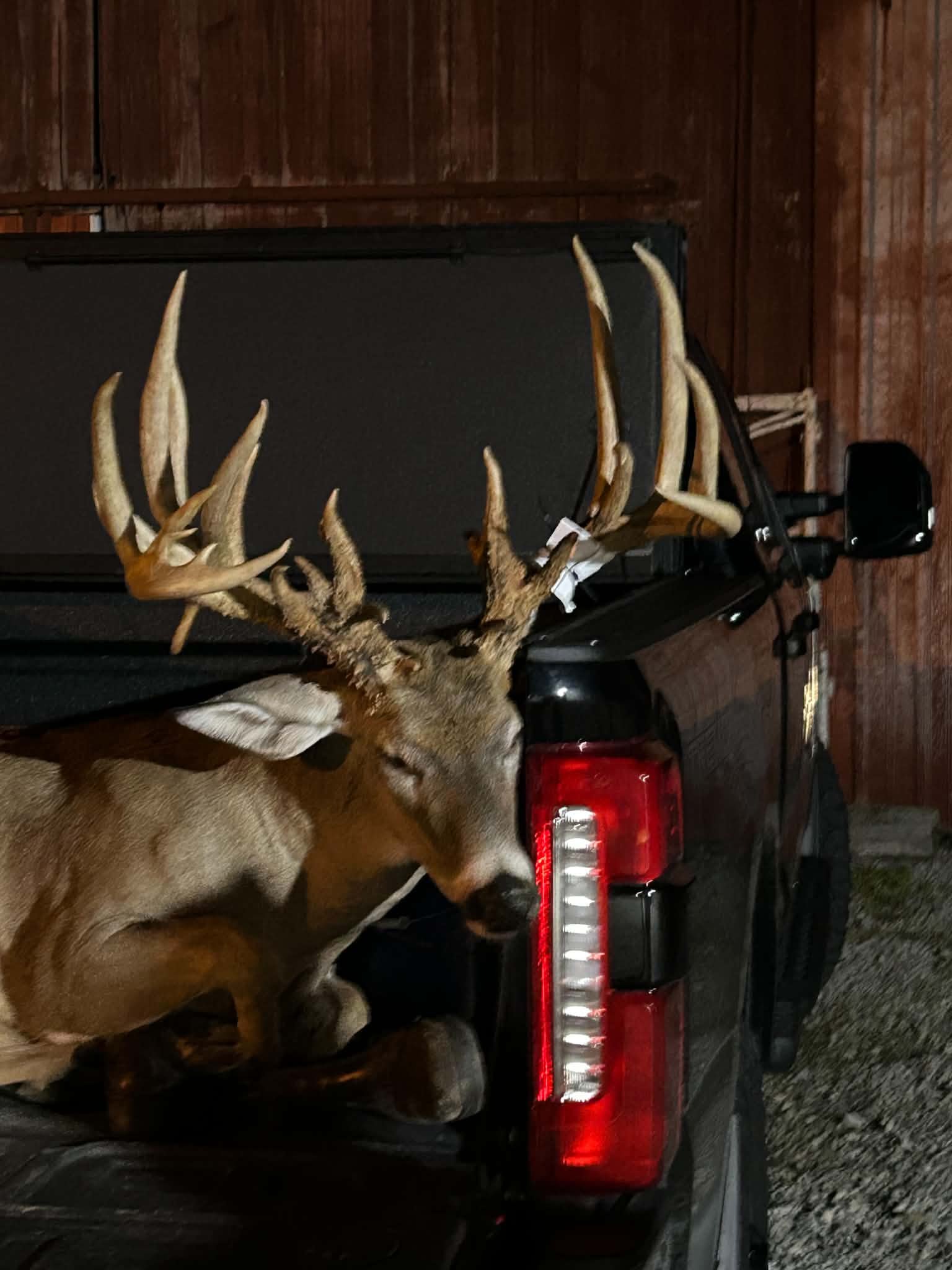a big buck in the back of a pickup