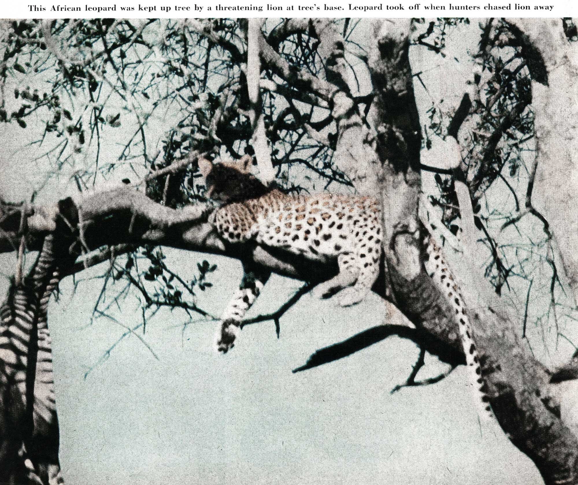 leopard hunt