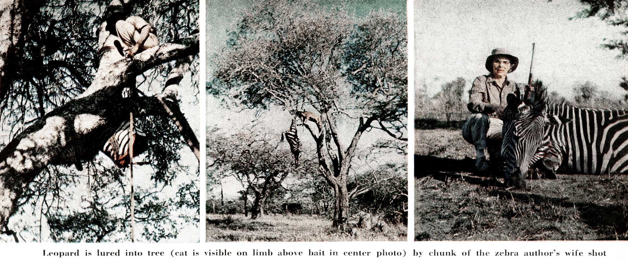 africa hunt jack o'connor