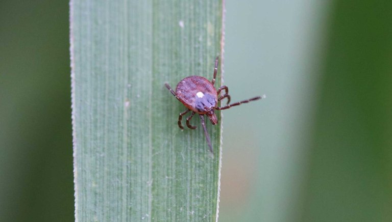 lonestar tick