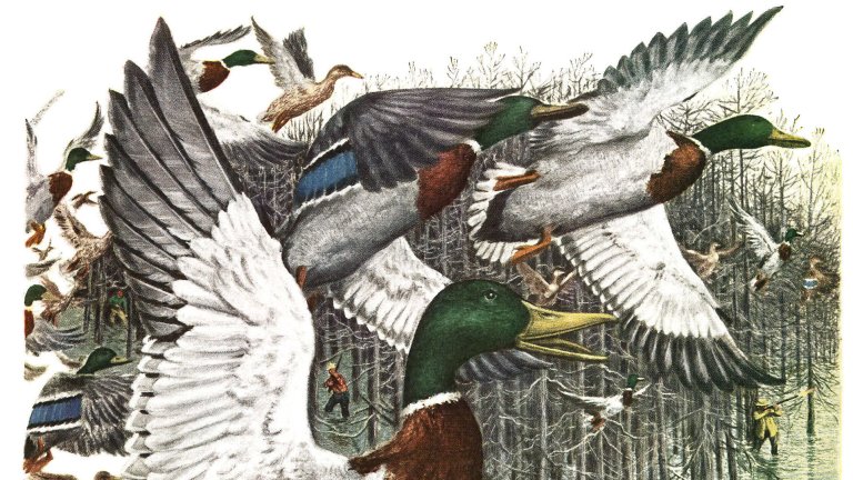 Vintage painting of a big mallard drake flaring up from a flooded pin-oak swamp with hens and other mallards scattering around it, while hunters in hip boots wade and shoot among the trees in the background.