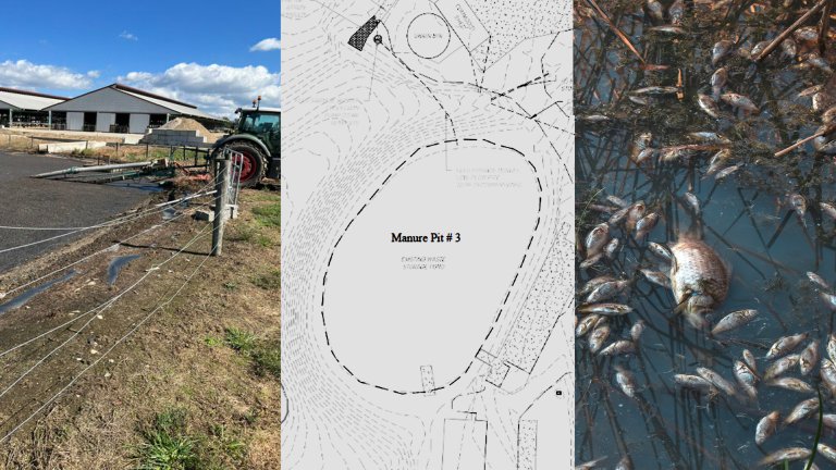 A composite image of manure ponds that overflowed and killed fish.