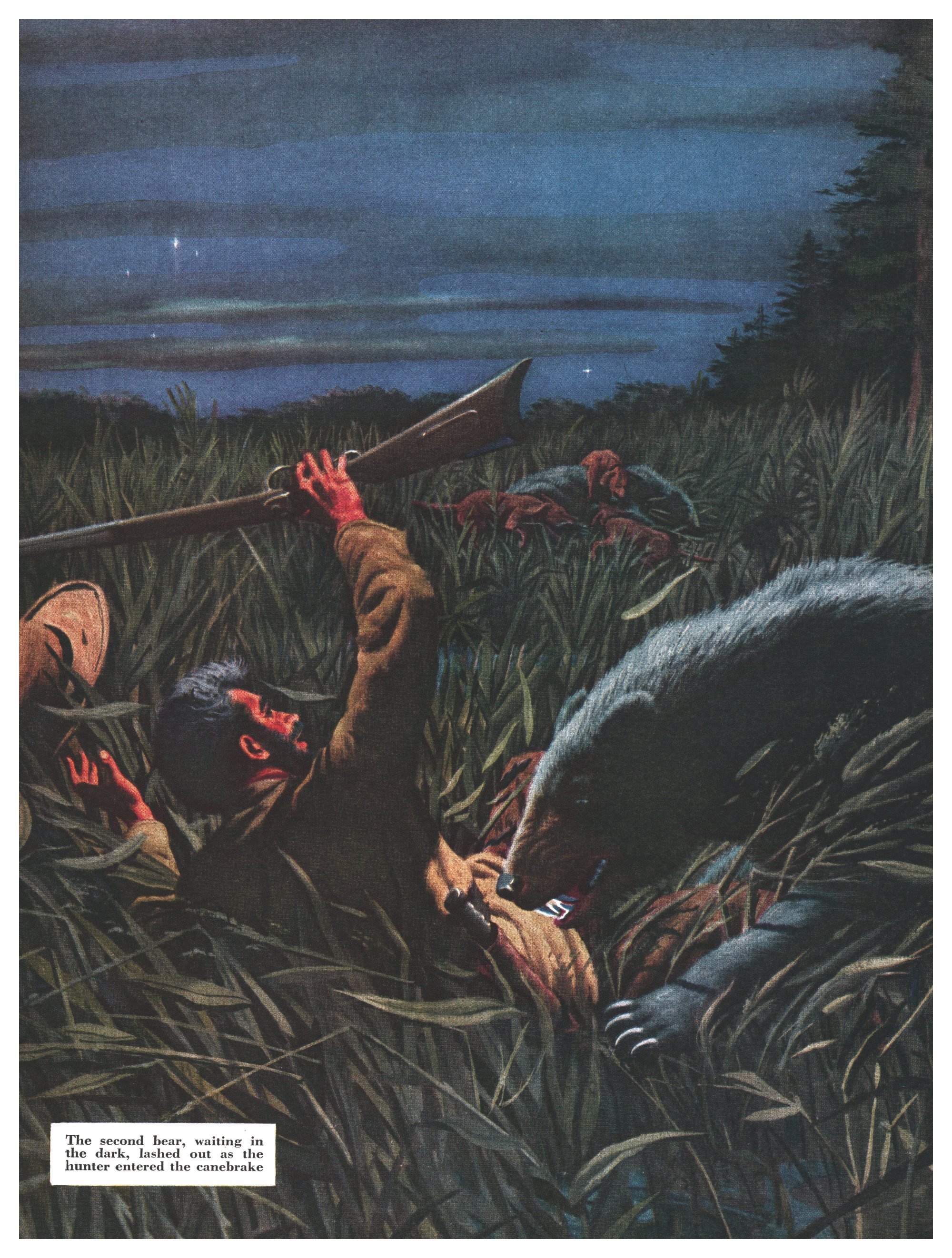— Vintage painting of a frontiersman knocked onto his back in tall canebrake at night, muzzle-loader raised in one hand and a knife in the other, as a large black bear lunges at him; hounds fight a downed bear in the background under a starlit sky.