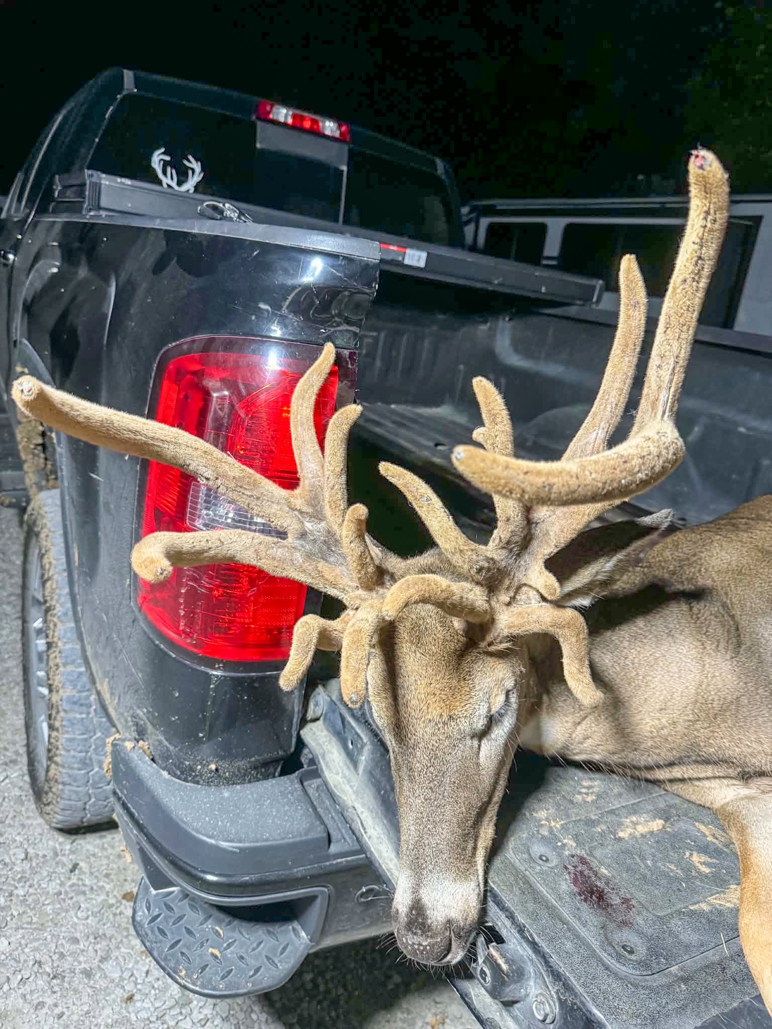 A big velvet buck on a tailgate
