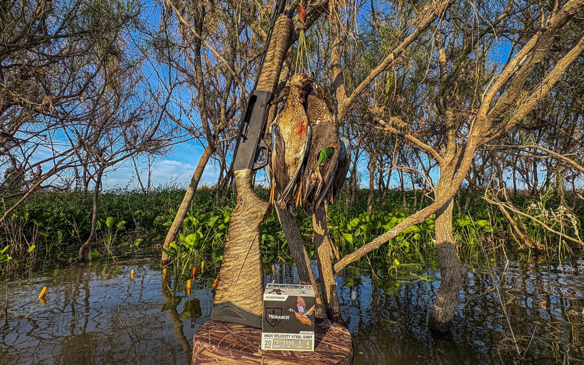 A limit of teal next to a shotgun.