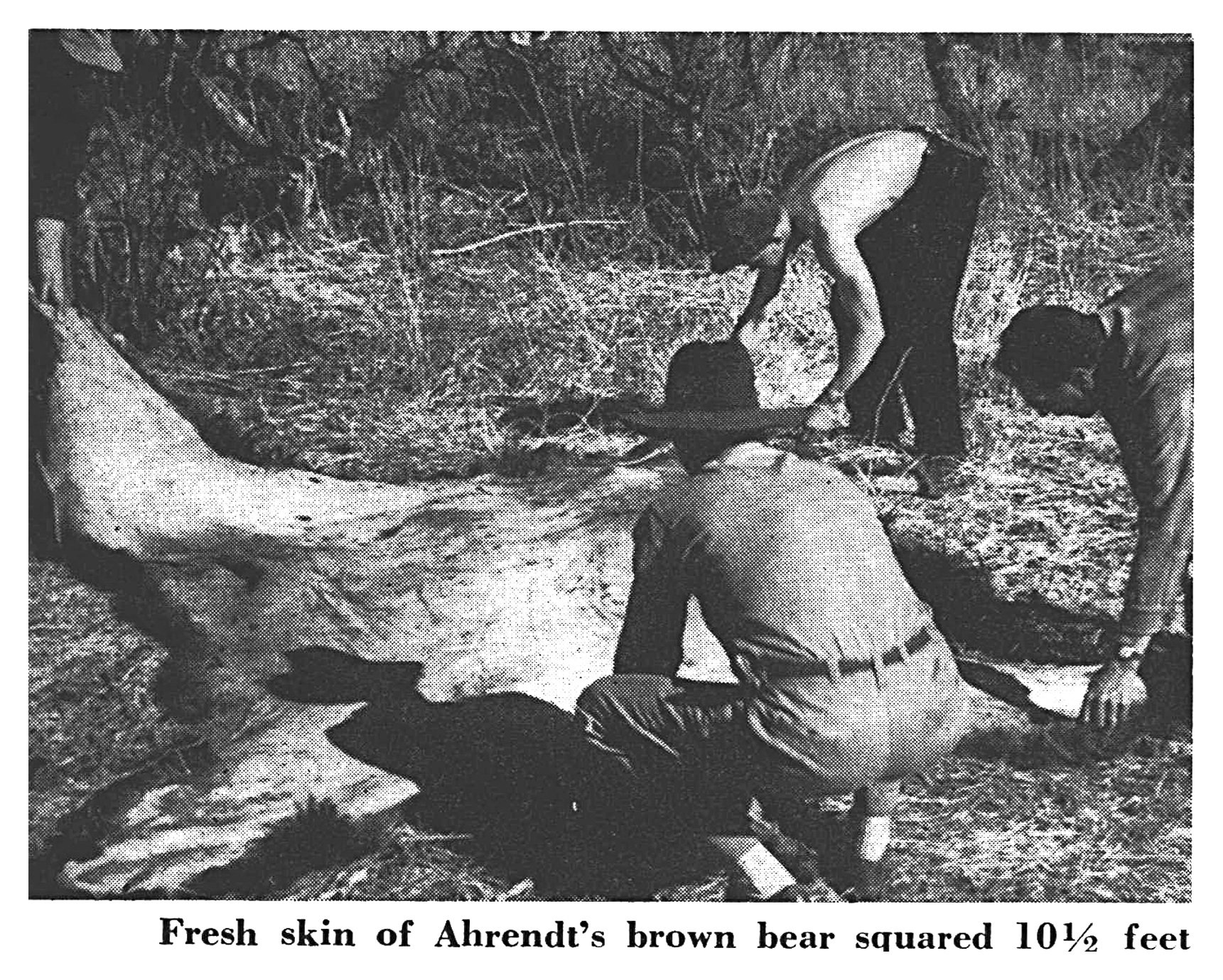 Black-and-white photo of three men working over a large brown bear hide spread flat on dry grass.