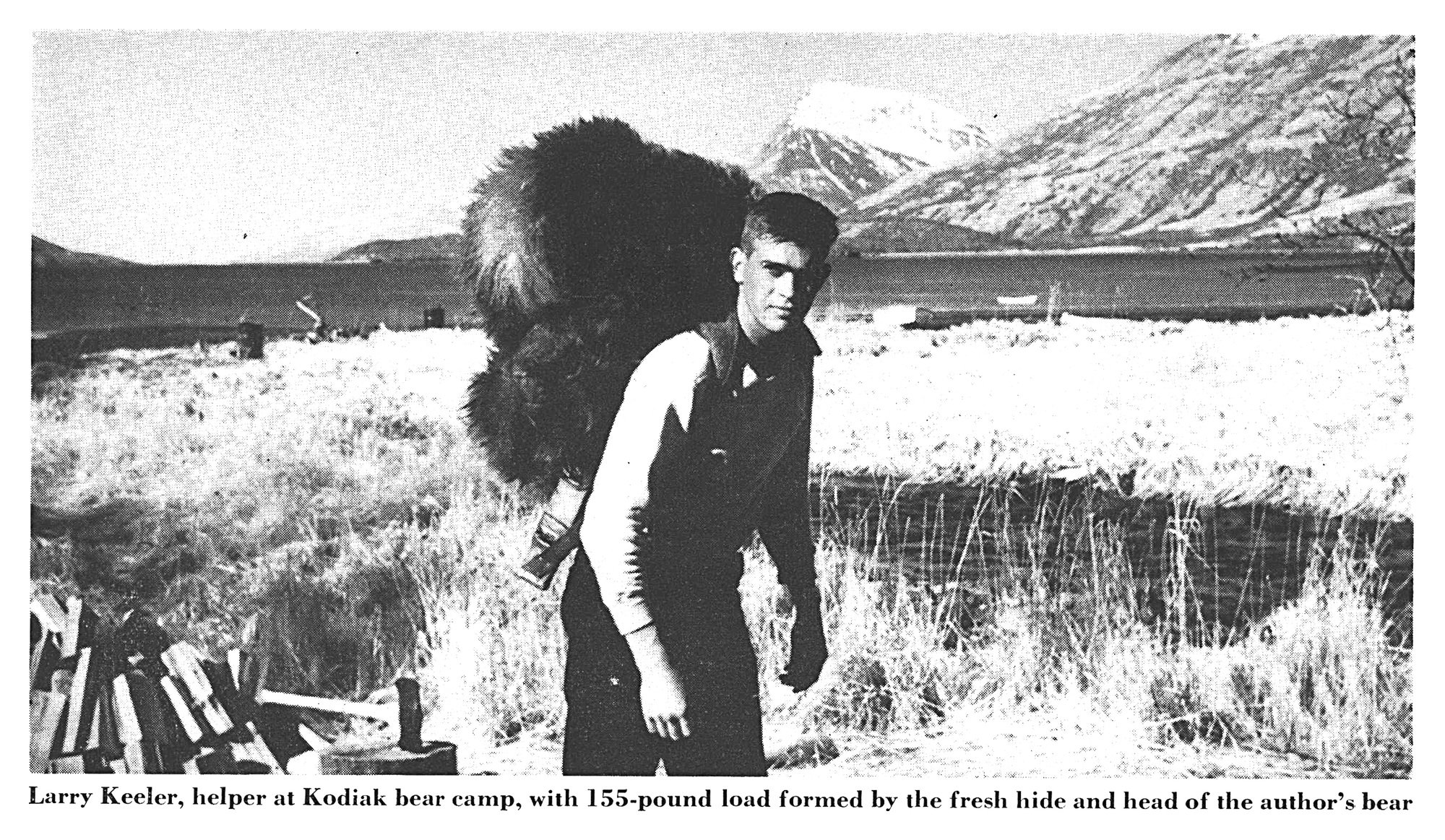 Black-and-white photo of a young man carrying a bulky brown bear hide and head on his back across a grassy flat, with a bay and snowcapped mountain behind.