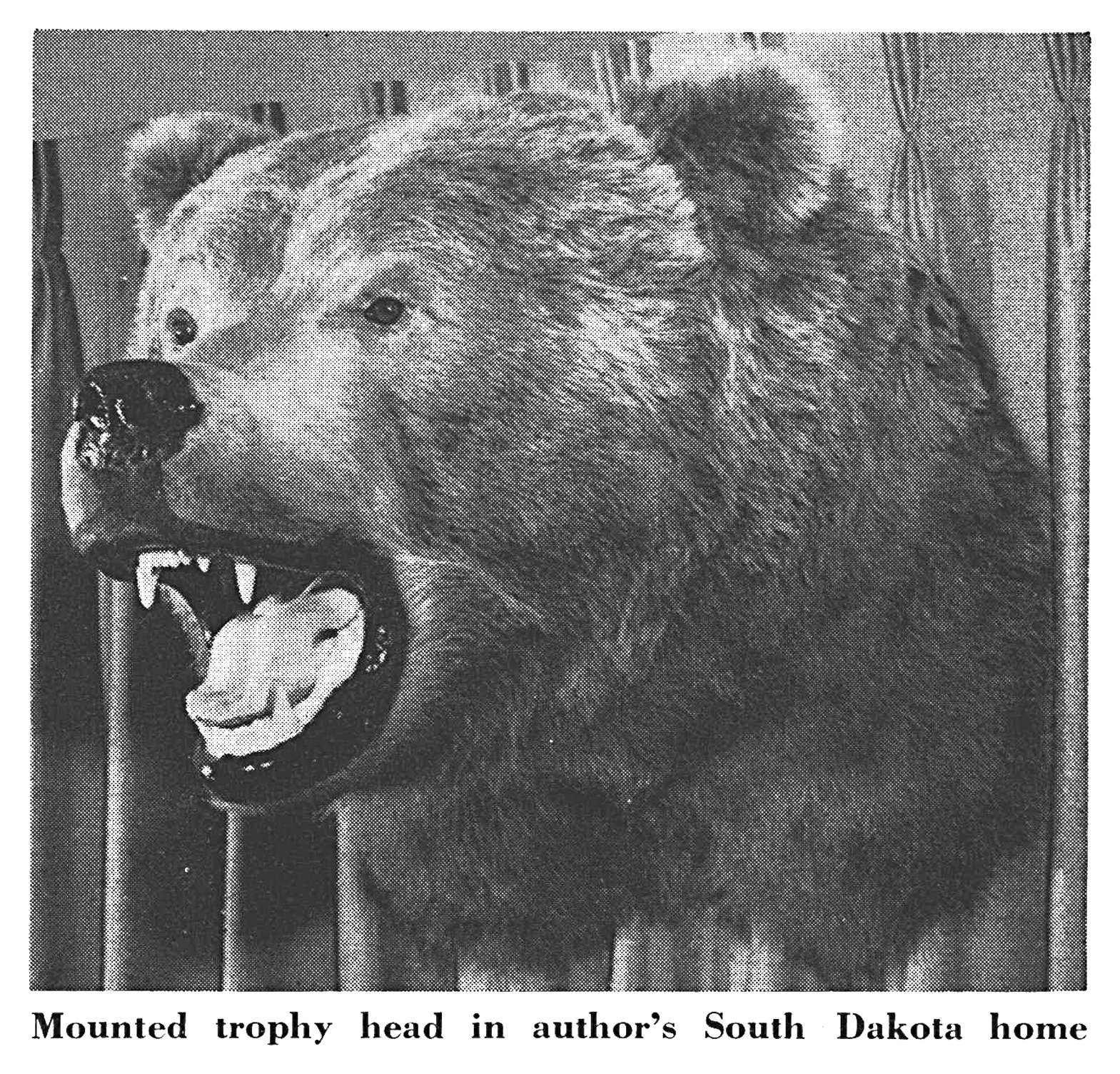 Black-and-white photo of a mounted Kodiak brown bear head with its mouth open in a snarl, hanging on a wall in front of curtains.