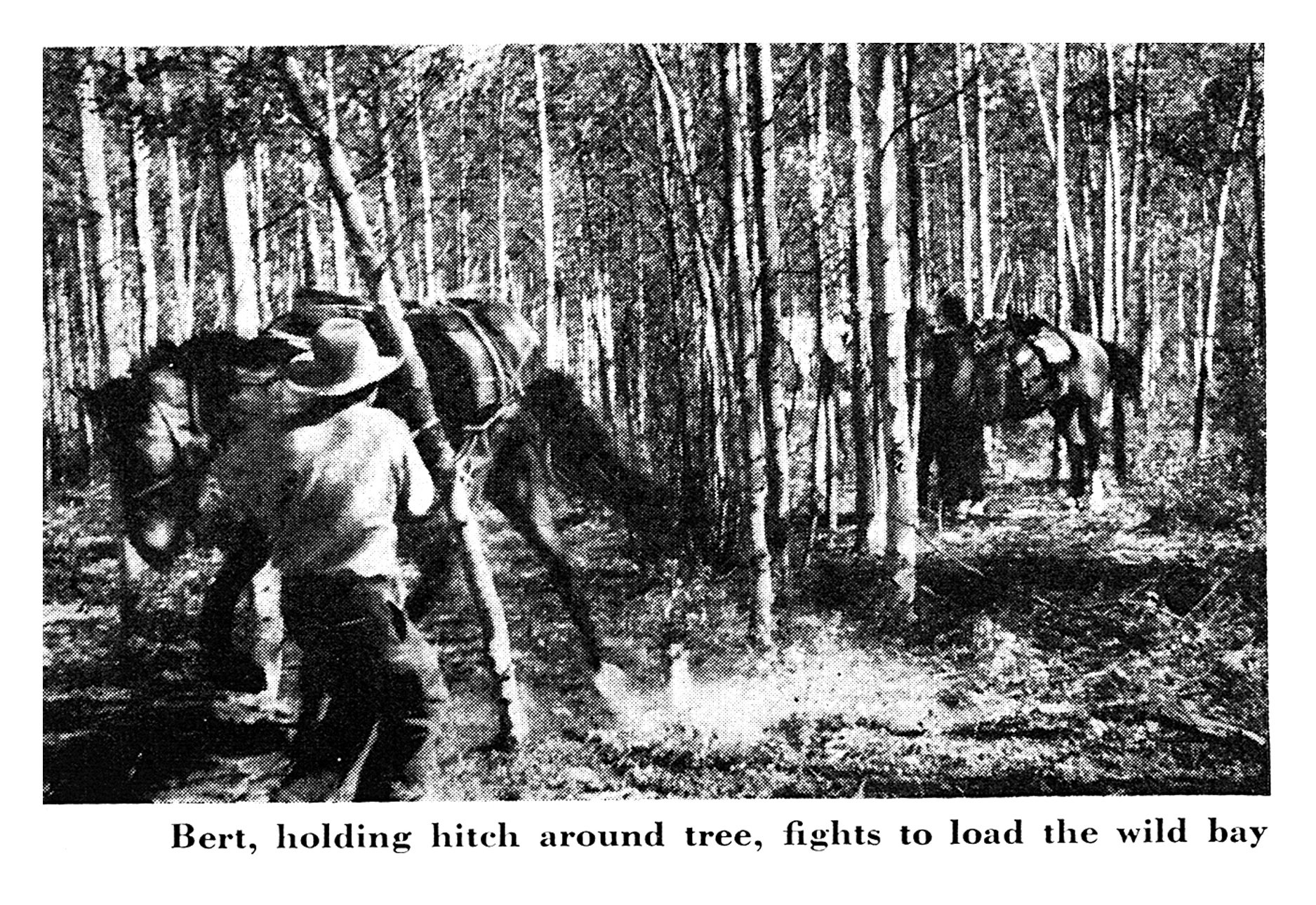 Black-and-white photo of an outfitter wrapping a rope around an aspen tree while trying to load a pack saddle on a resisting horse.