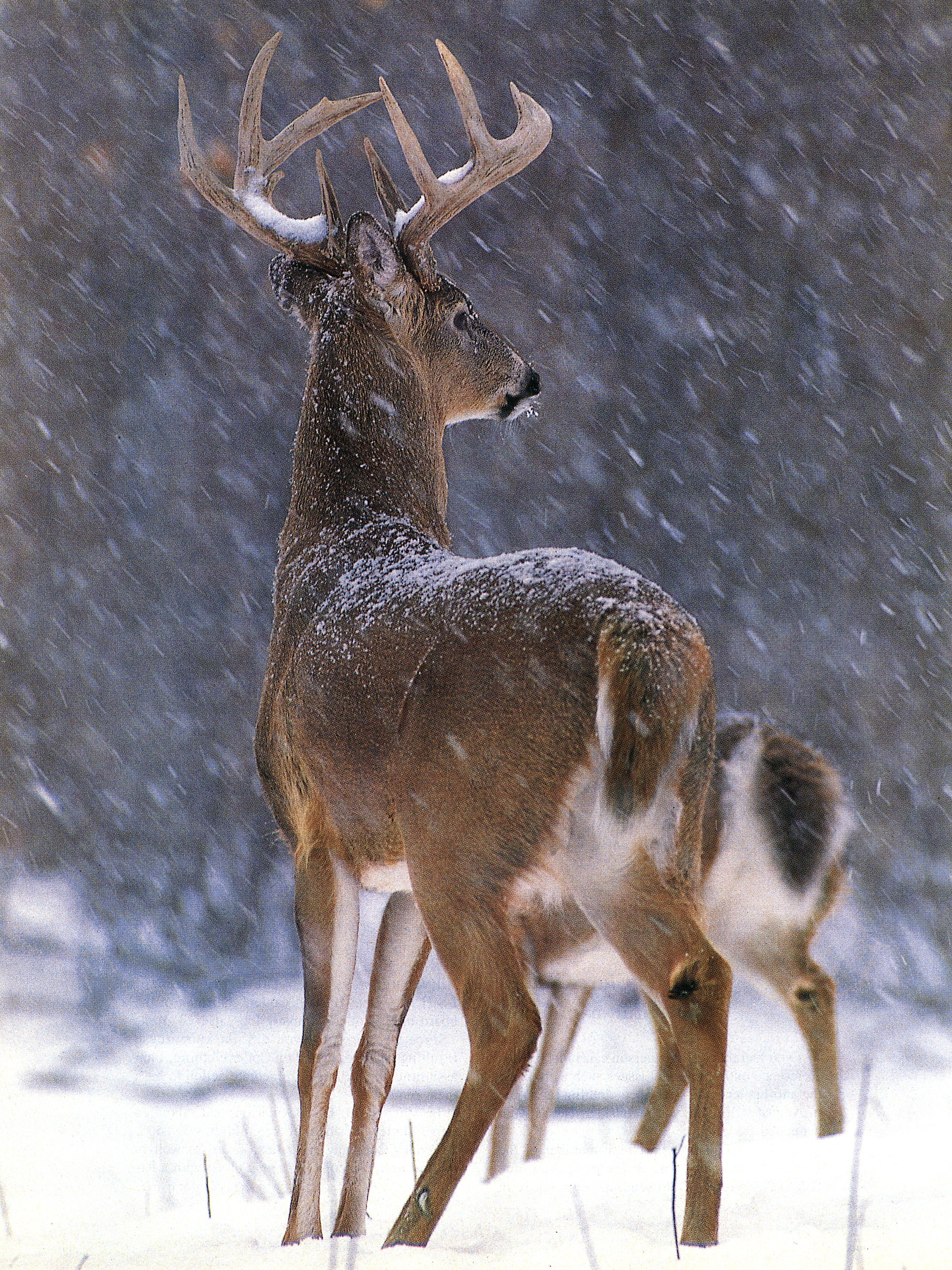 whitetail buck in a snow storm