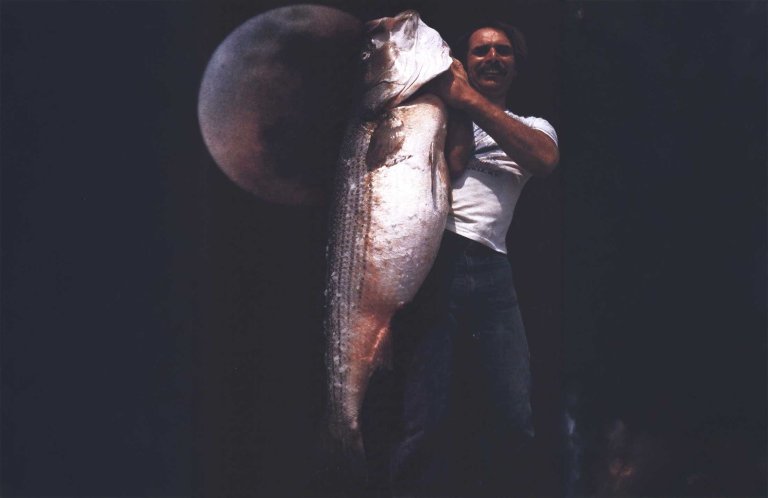 world record striped bass