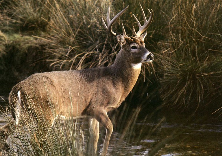whitetail buck in a swamp