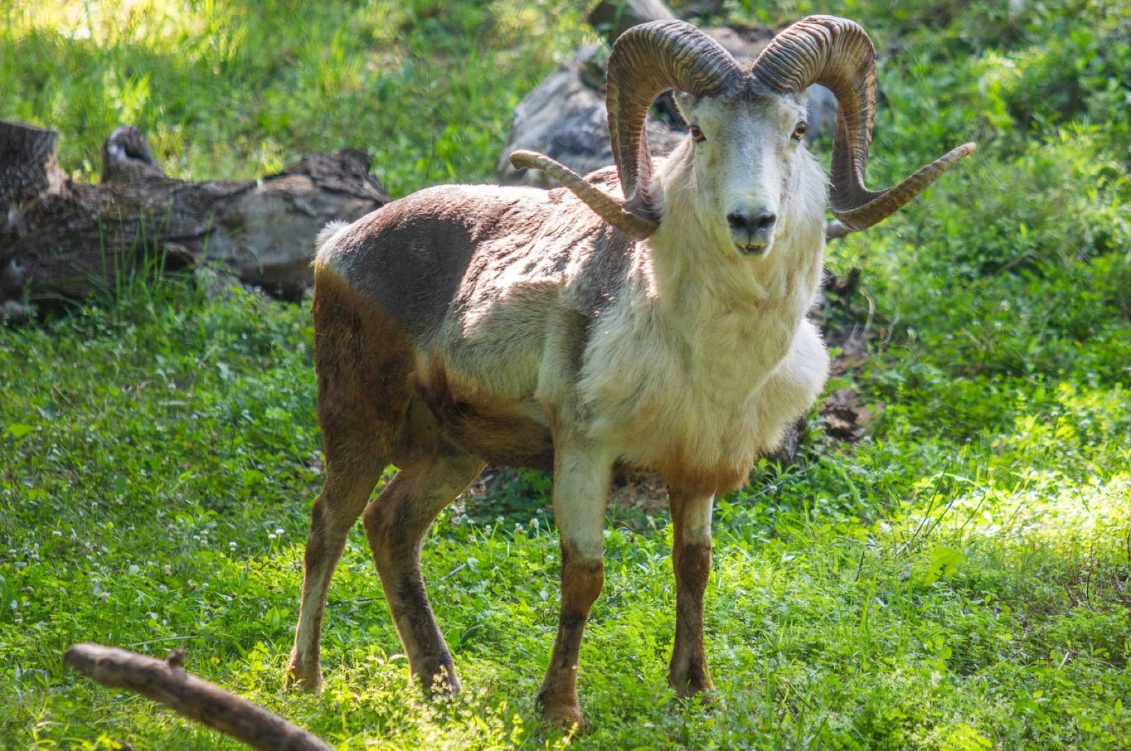 tilek sheep