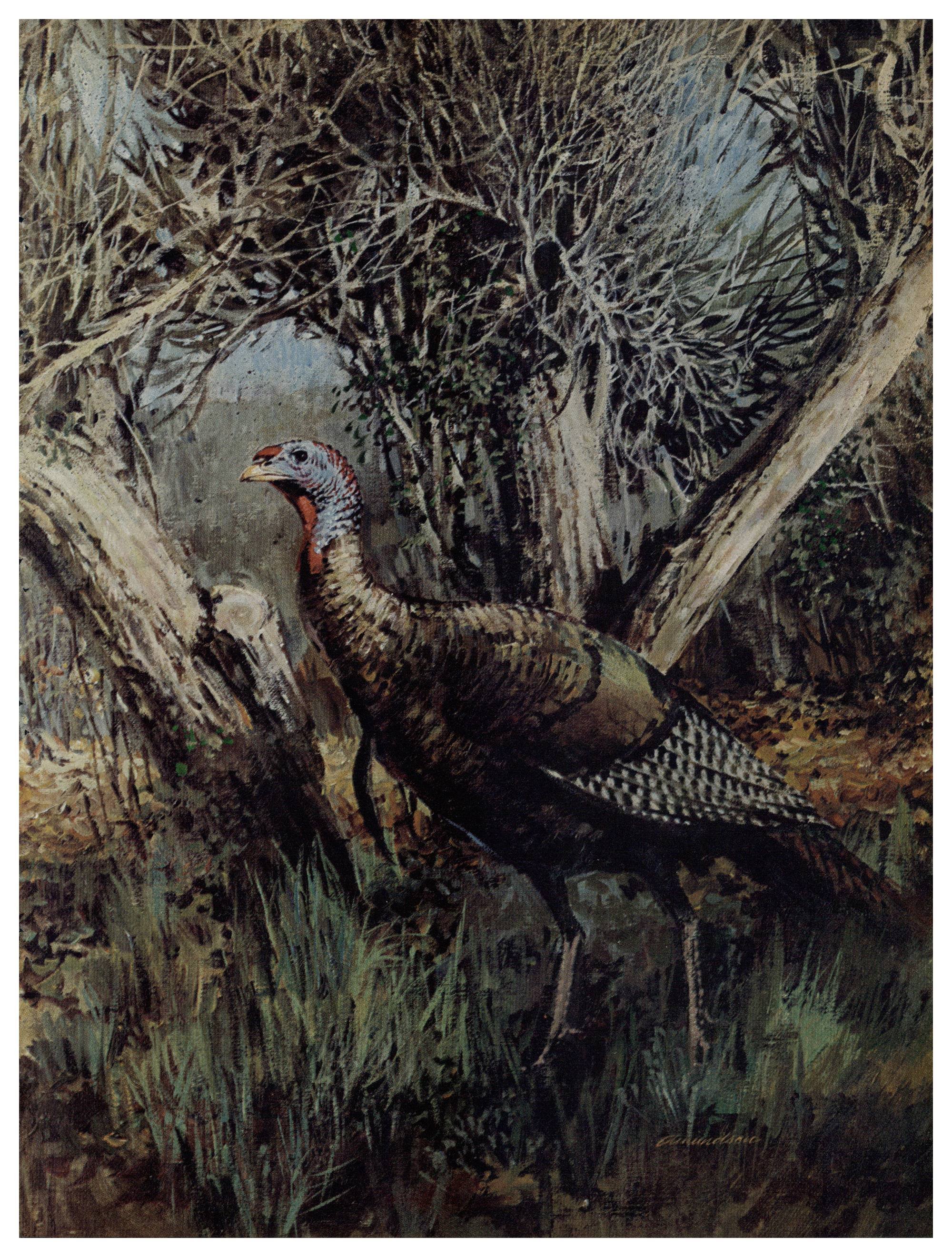 tom turkey