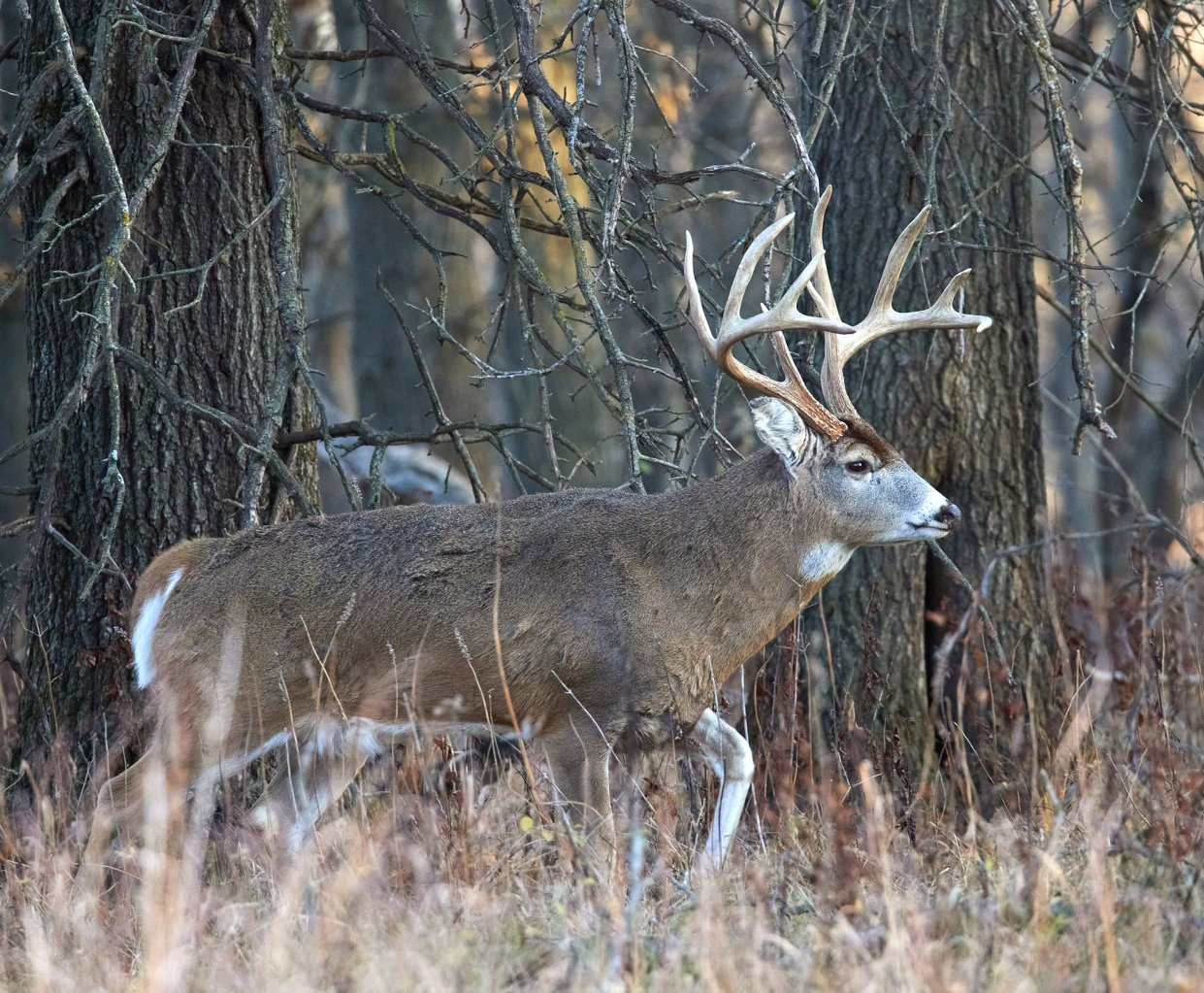 A buck walks across an opening in the timber