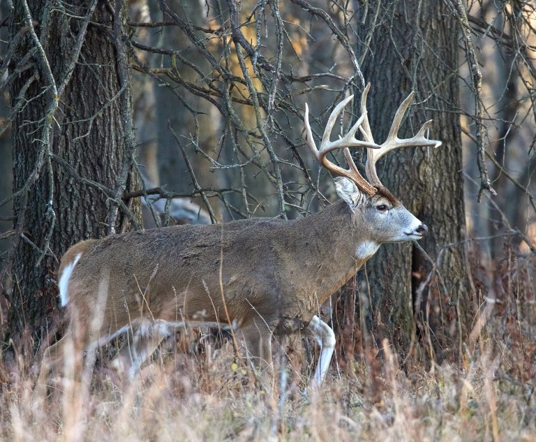 A buck walks across an opening in the timber