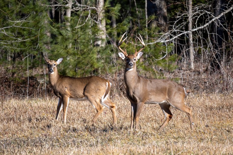 Whitetail deer on the alert