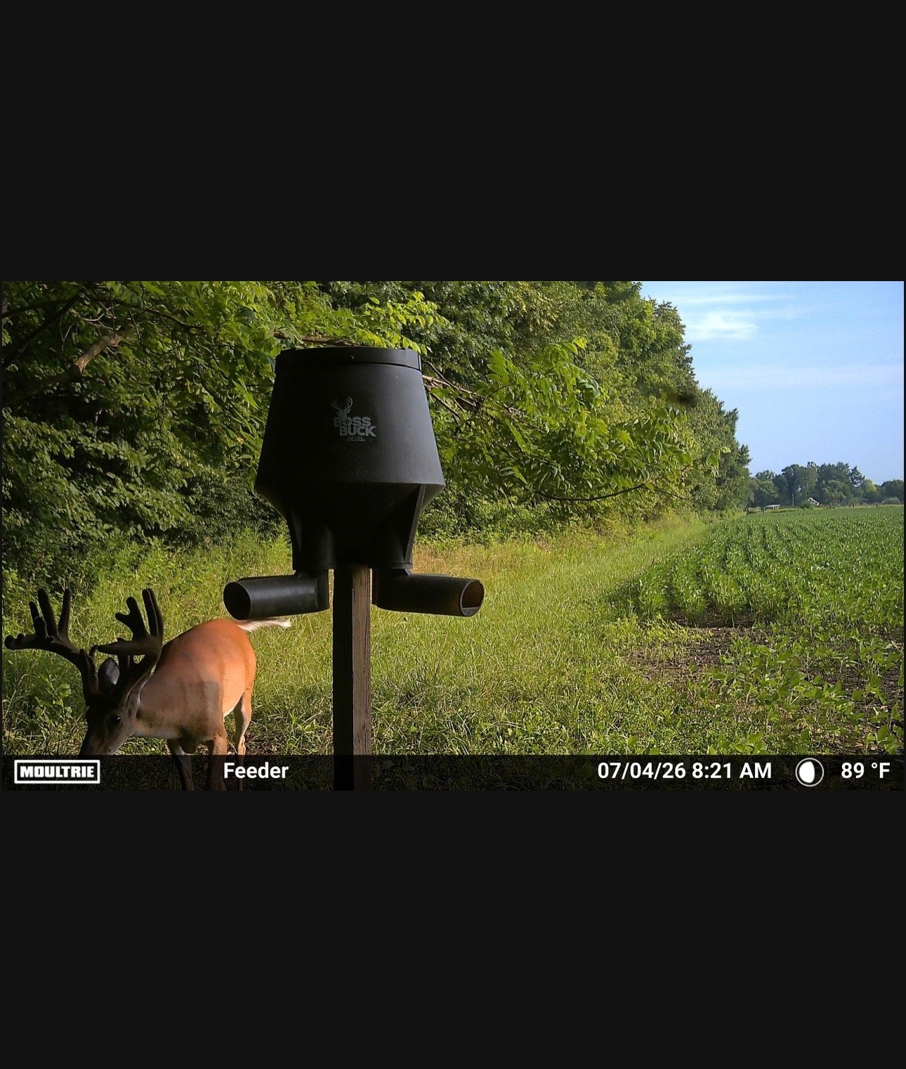 trail camera photo