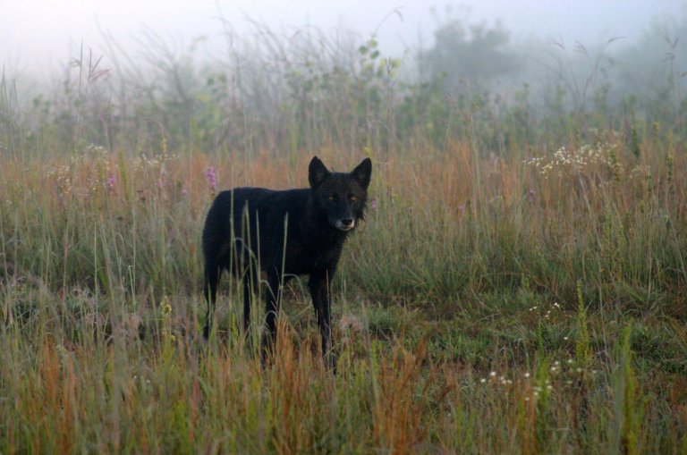 gray wolf